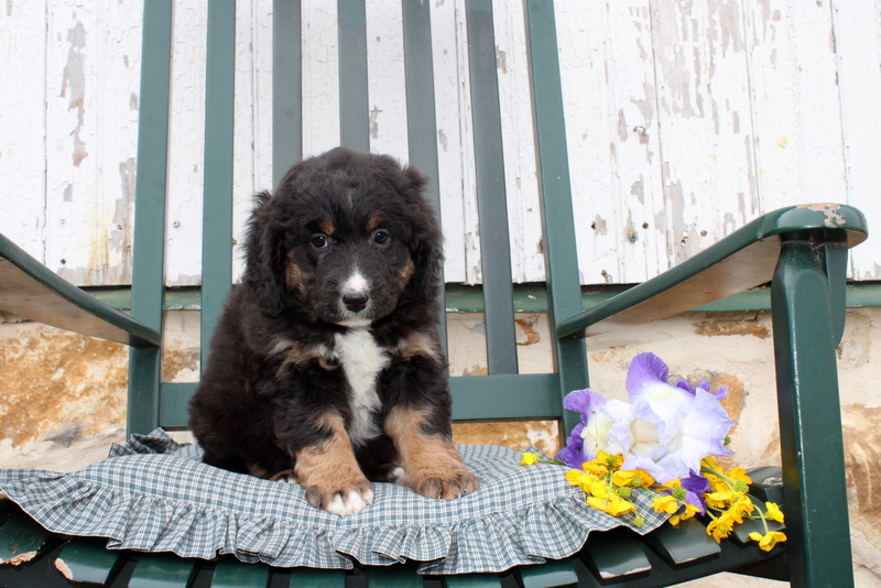 puppy, for, sale, Mini Bernedoodle F2, Matthew B. Stoltzfus, dog, breeder, Gap, PA, dog-breeder, puppy-for-sale, forsale, nearby, find, puppyfind, locator, puppylocator, aca